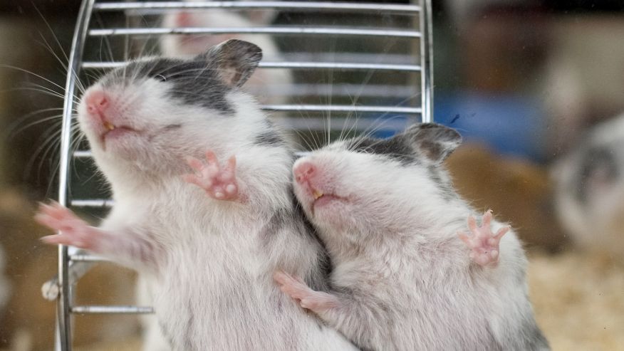 Hamster juga punya suasana hati, fasilitas kandang sangat menentukan