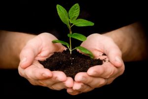 8 Alasan genting kamu wajib menanam pohon mulai detik ini juga