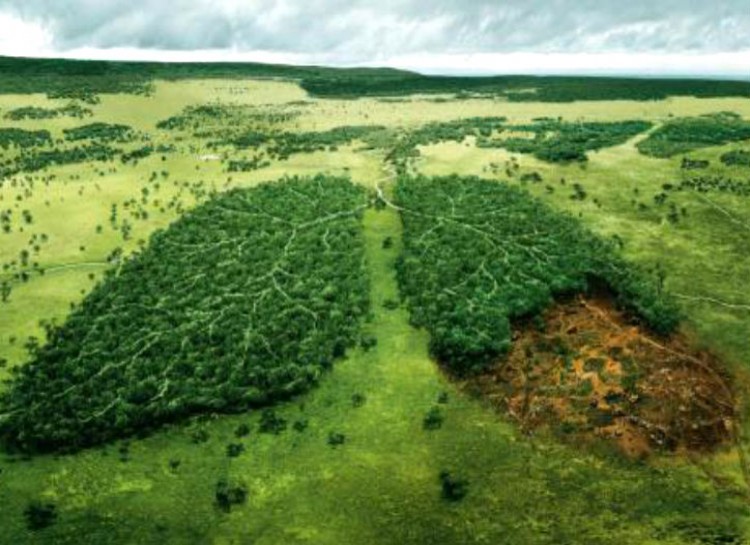 8 Alasan genting kamu wajib menanam pohon mulai detik ini juga