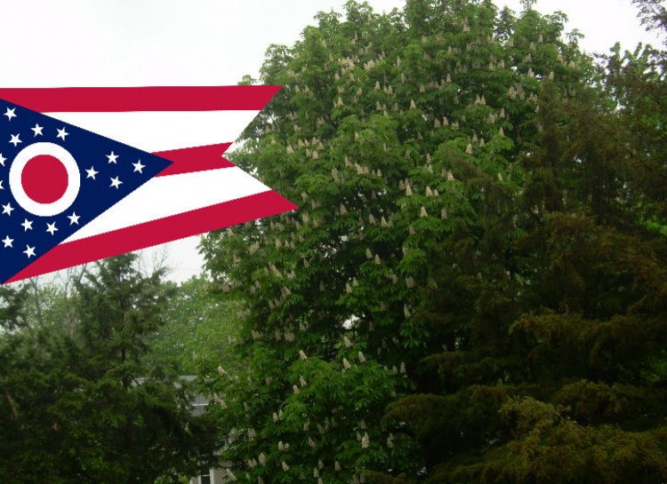 8 Alasan genting kamu wajib menanam pohon mulai detik ini juga