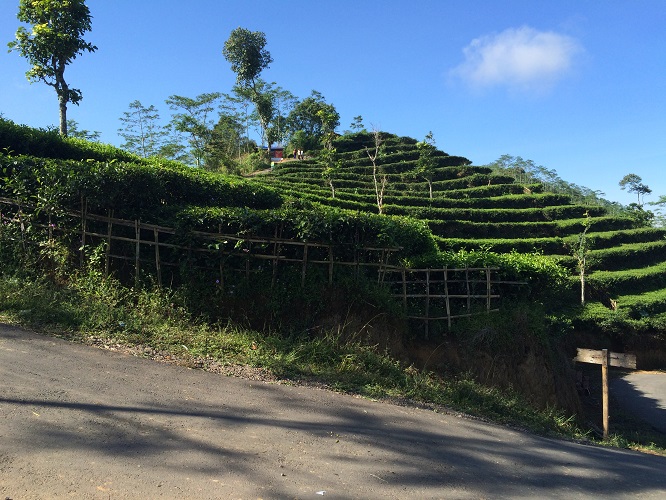 Kebun teh Nglinggo, alternatif wisata Jogja yang adem