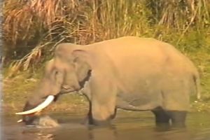 VIDEO: Melihat rekaman ini, kamu bakal ragukan gajah itu herbivora