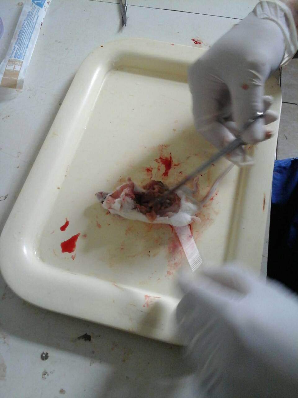 Mahasiswa UMY temukan obat peradangan hati dari ekstrak semangka