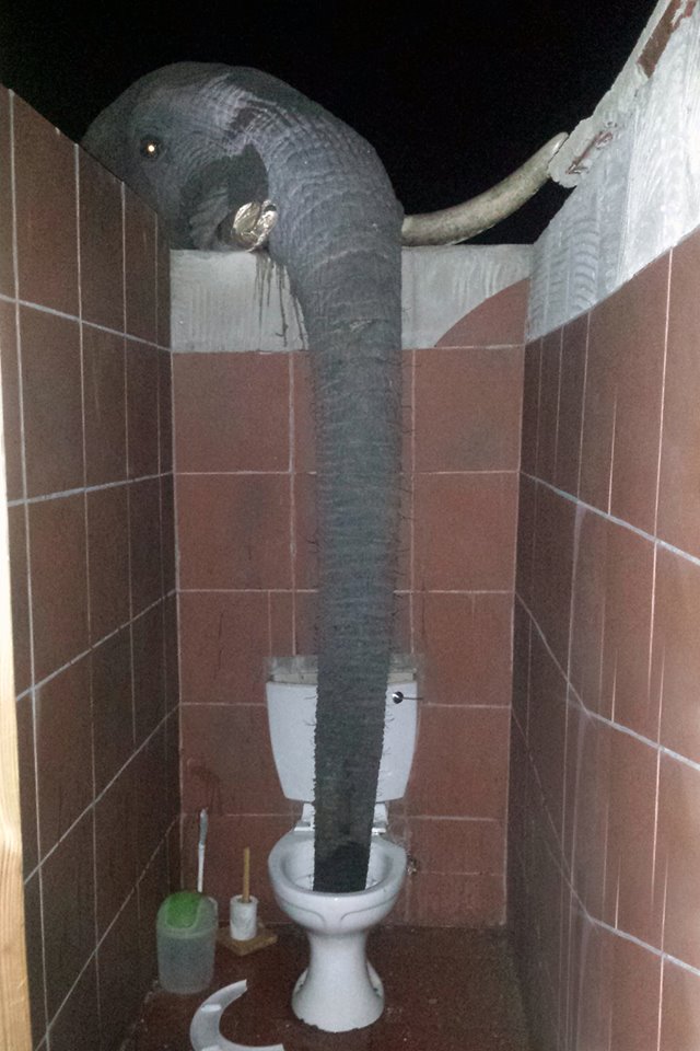 Waduh, gajah ini minumnya air toilet!