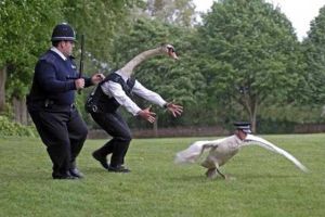 30 Foto pertukaran wajah ini bakal bikin kamu ketawa sampai lemas