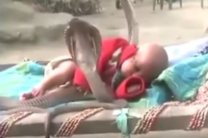VIDEO: Bayi mungil ini tidur dijaga empat kobra