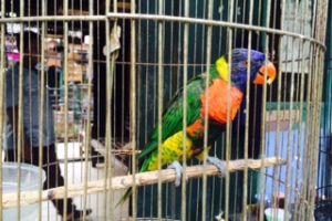 Sediakan aneka spesies burung, pasar ini jadi jujugan turis asing