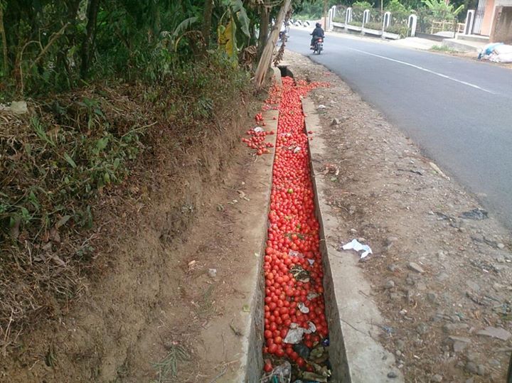 Hanya Rp 200/kg, petani Garut buang tomat di selokan