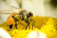 VIDEO: Proses pertumbuhan lebah, menakjubkan!