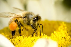 VIDEO: Proses pertumbuhan lebah, menakjubkan!