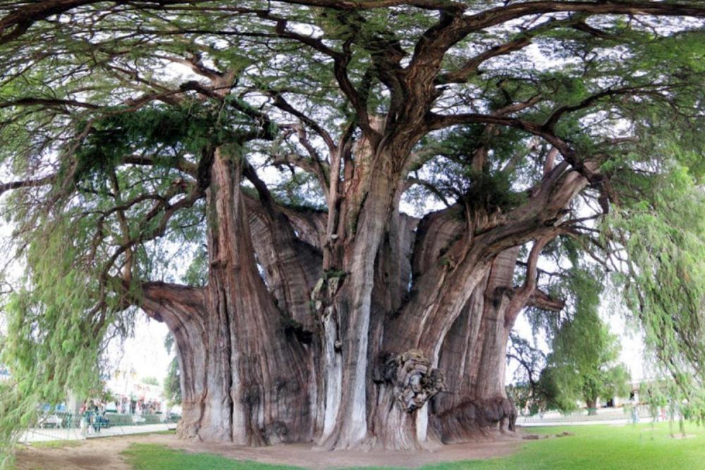 10 Pohon unik & langka yang membuatmu kagum