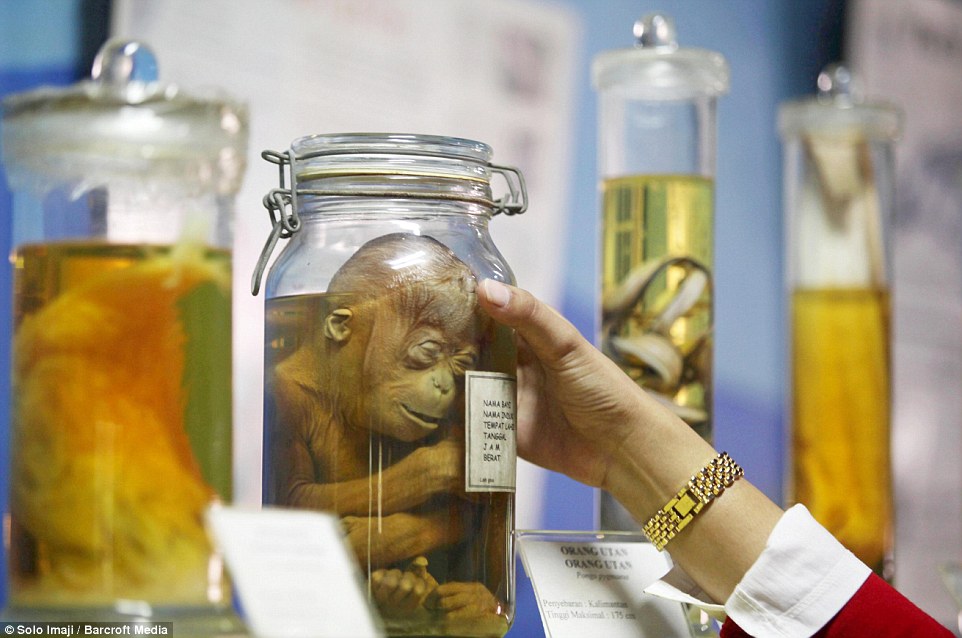Bayi orangutan yang diawetkan ini undang keprihatinan media asing