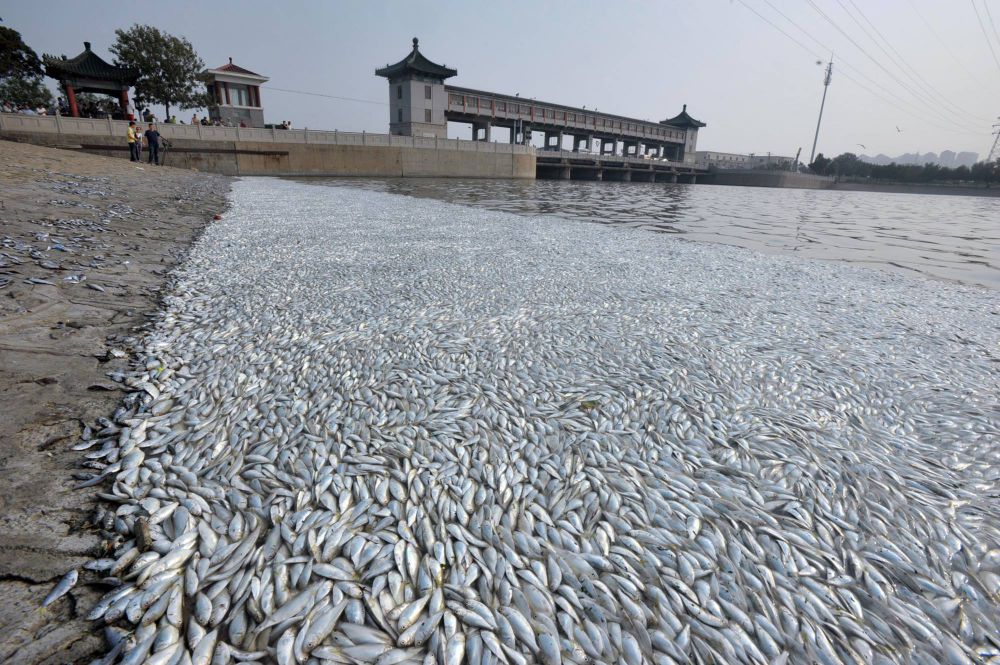 Ribuan ikan mati terdampar di tengah kota, fenomena apa ini?