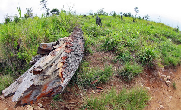 10 Hal potensial picu kebakaran hutan, tapi disepelekan pendaki