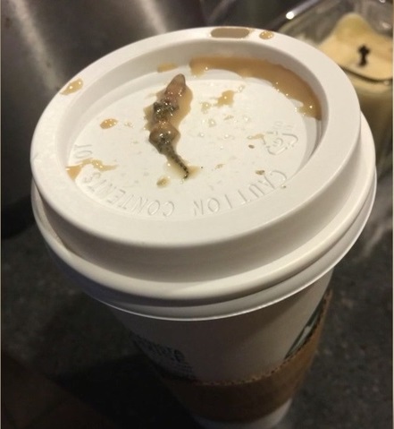 Waduh, wanita ini temukan kadal kecil dalam minuman kopi Starbucks!