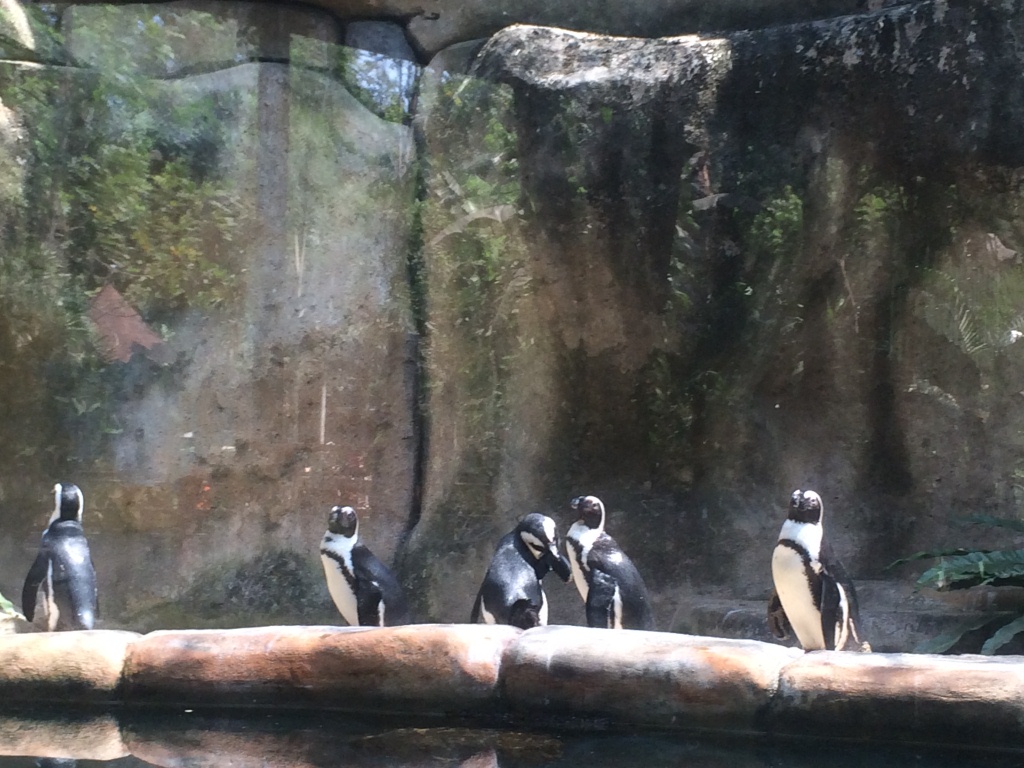Penguin yang dikenal hewan Kutub, hidup di Jogja pakai AC