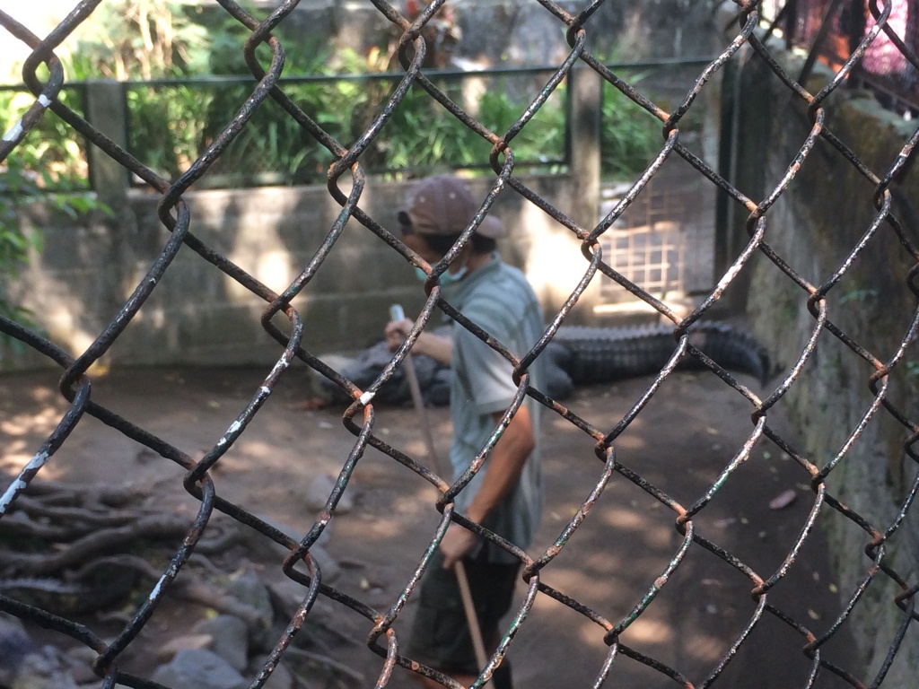 Hebat, pemuda ini tak takut hadapi 10 buaya sendirian