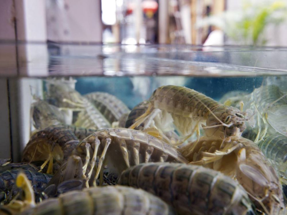 10 Hewan ini ternyata punya kekuatan seperti superhero 10 Hewan ini ternyata punya kekuatan seperti superhero