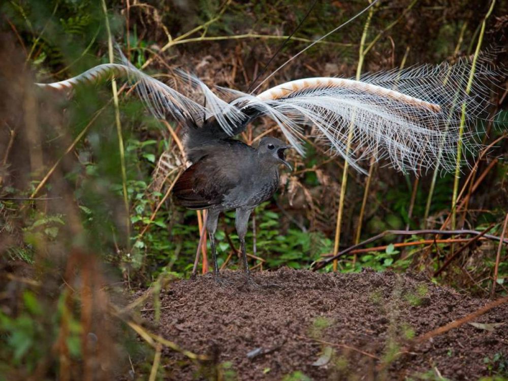 10 Hewan ini ternyata punya kekuatan seperti superhero 10 Hewan ini ternyata punya kekuatan seperti superhero