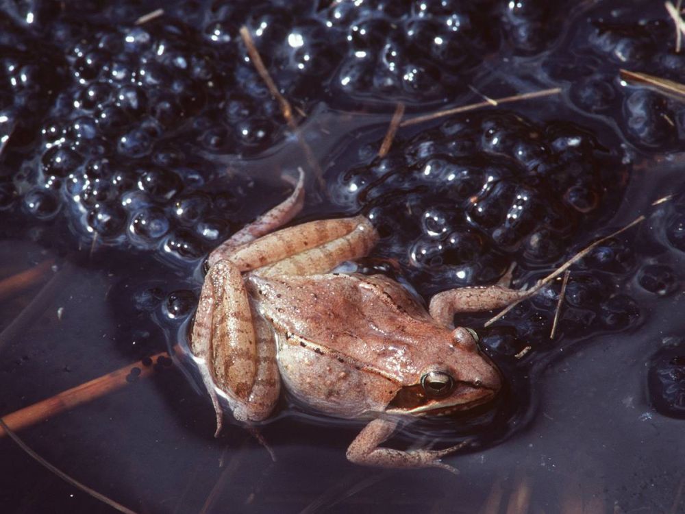 10 Hewan ini ternyata punya kekuatan seperti superhero 10 Hewan ini ternyata punya kekuatan seperti superhero