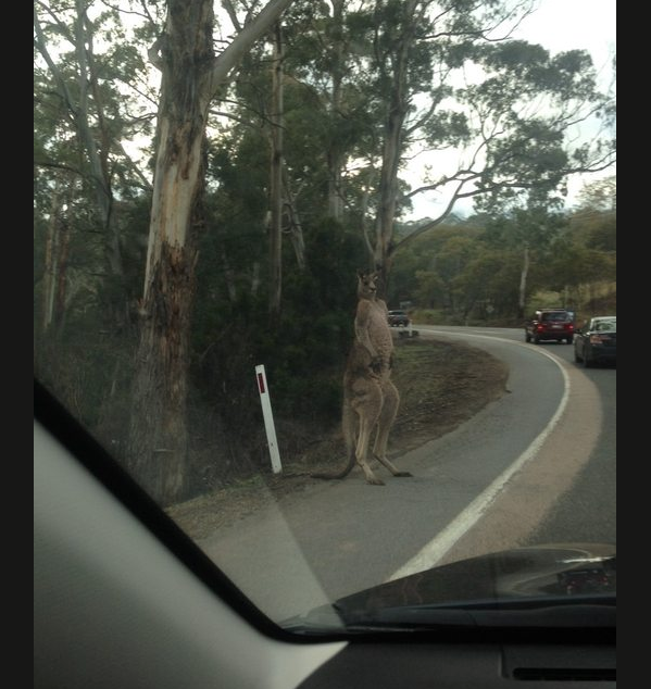 Kanguru berdiri seperti manusia di tepi jalan bikin heboh jagat maya