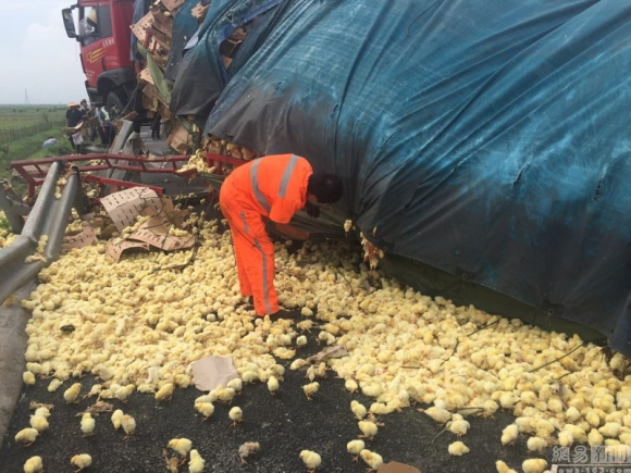 Ribuan anak ayam tumpah ruah di jalanan jadi rebutan warga