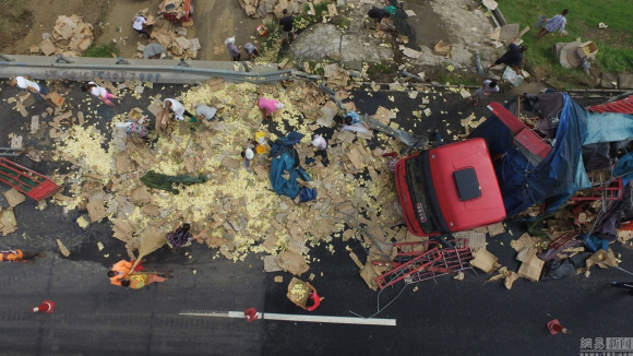 Ribuan anak ayam tumpah ruah di jalanan jadi rebutan warga