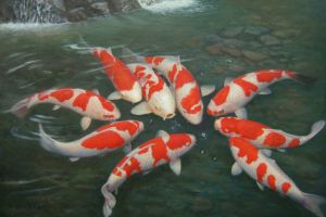 Ini alasan mengapa harga ikan koi bisa mencapai miliaran rupiah