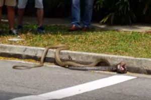 VIDEO: Pertarungan king kobra vs piton hebohkan kampus NTU