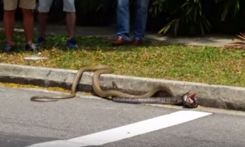 VIDEO: Pertarungan king kobra vs piton hebohkan kampus NTU