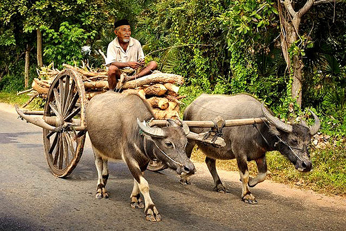7 Angkutan tradisional Indonesia yang perlu kamu tahu 7 Angkutan tradisional Indonesia yang perlu kamu tahu