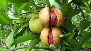 5 Tanaman asli Indonesia yang jadi buruan bangsa asing sejak dulu 5 Tanaman asli Indonesia yang jadi buruan bangsa asing sejak dulu