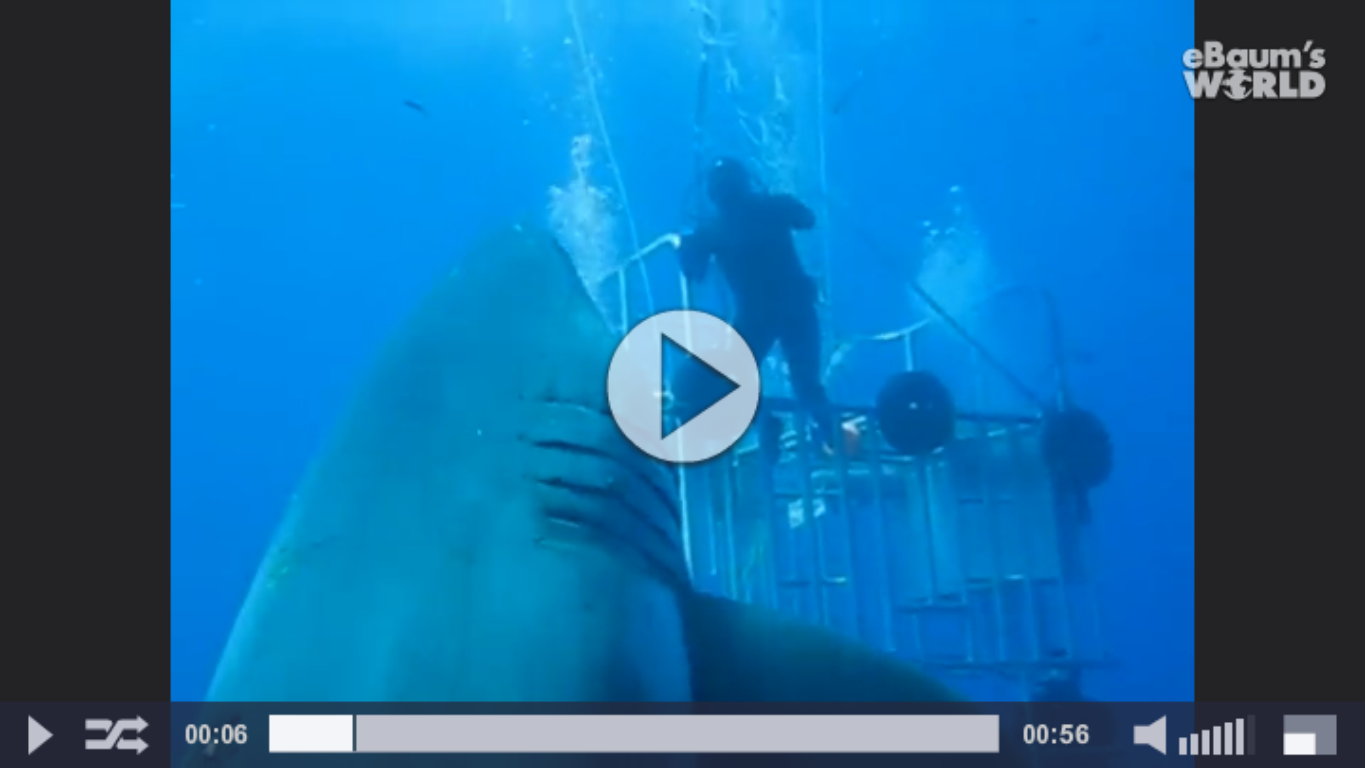 VIDEO: Hiu ini diklaim hiu paling besar dalam sejarah manusia!