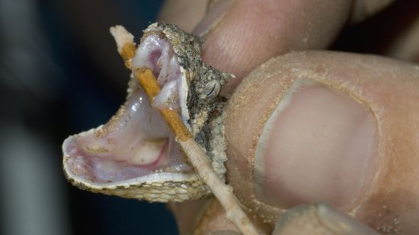 Stok serum penawar racun ular menipis, dunia dirundung kecemasan