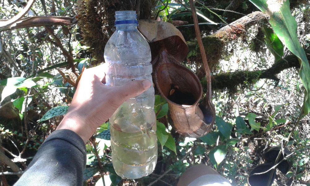 Air Kantong Semar bisa jadi penyelamat kehausan di hutan