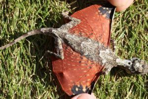 Bikin heboh ilmuwan, hewan bersayap mirip naga ditemukan di Indonesia!