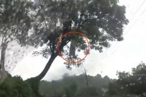 Pengendara mobil dengan jelas melihat kuntilanak di pohon, serem!
