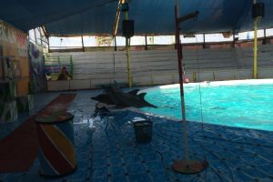 Pertunjukan lumba-lumba masih saja terjadi, padahal dilarang