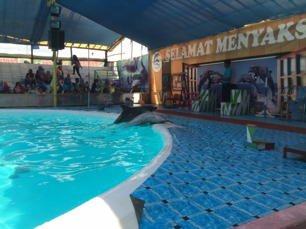 Pertunjukan lumba-lumba masih saja terjadi, padahal dilarang