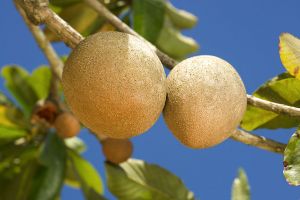7 Keajaiban buah sawo, buah yang jarang disukai orang tapi menyehatkan