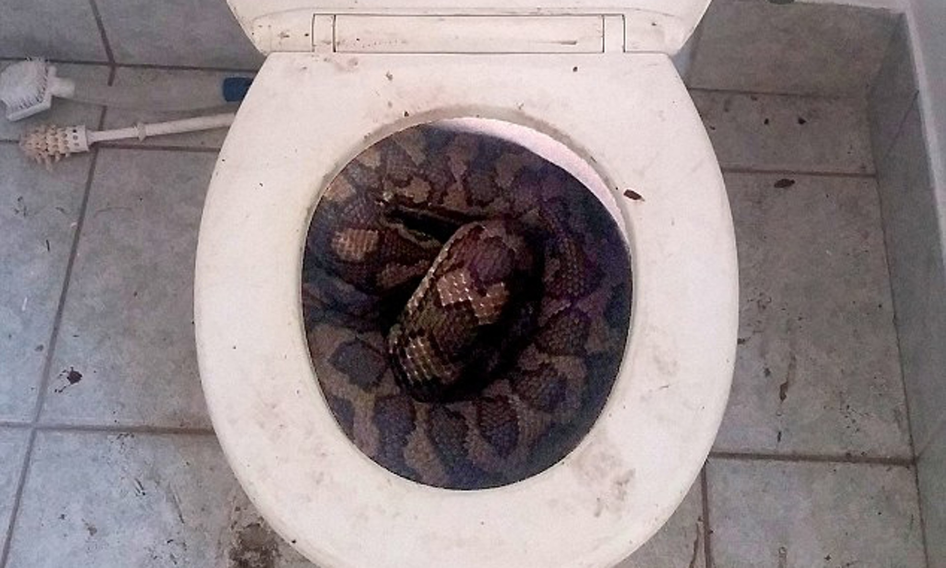 Dua ular piton bersembunyi di dalam toilet, bikin trauma mau BAB