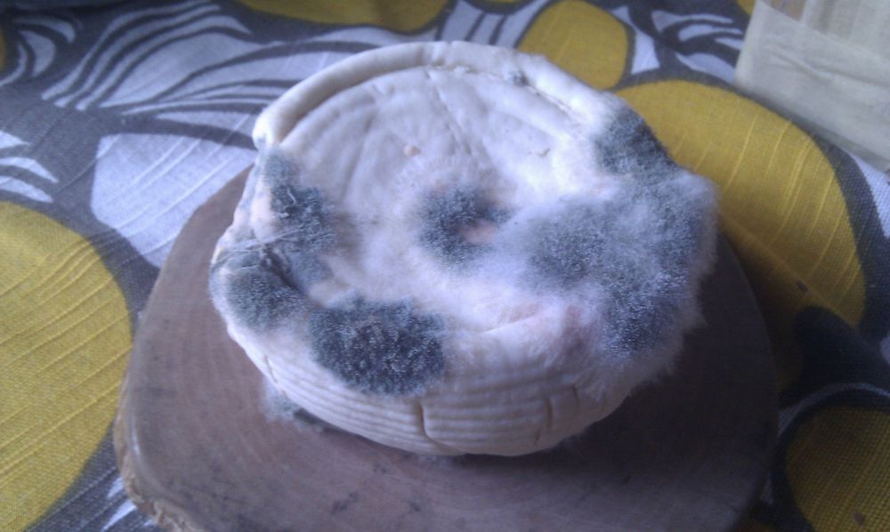 Tak terbayangkan, kelapa bisa dilengkapi GPS pelacak pencemaran sungai Tak terbayangkan, kelapa bisa dilengkapi GPS pelacak pencemaran sungai