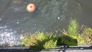 Tak terbayangkan, kelapa bisa dilengkapi GPS pelacak pencemaran sungai