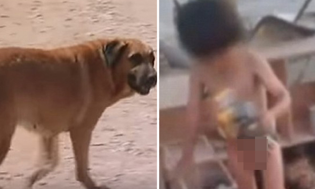 Kisah prihatin bocah 2 tahun terpaksa menyusu kepada anjing 