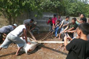 Di kampung ini, hampir semua warganya jadi tukang jagal saat Idul Adha