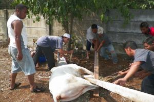 Selain ahli, jagal-jagal dari kampung ini juga bekerja sesuai syariat 