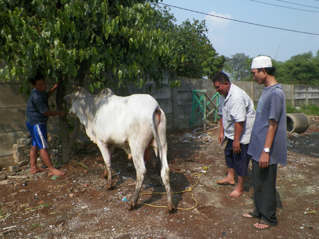 Selain ahli, jagal-jagal dari kampung ini juga bekerja sesuai syariat 
