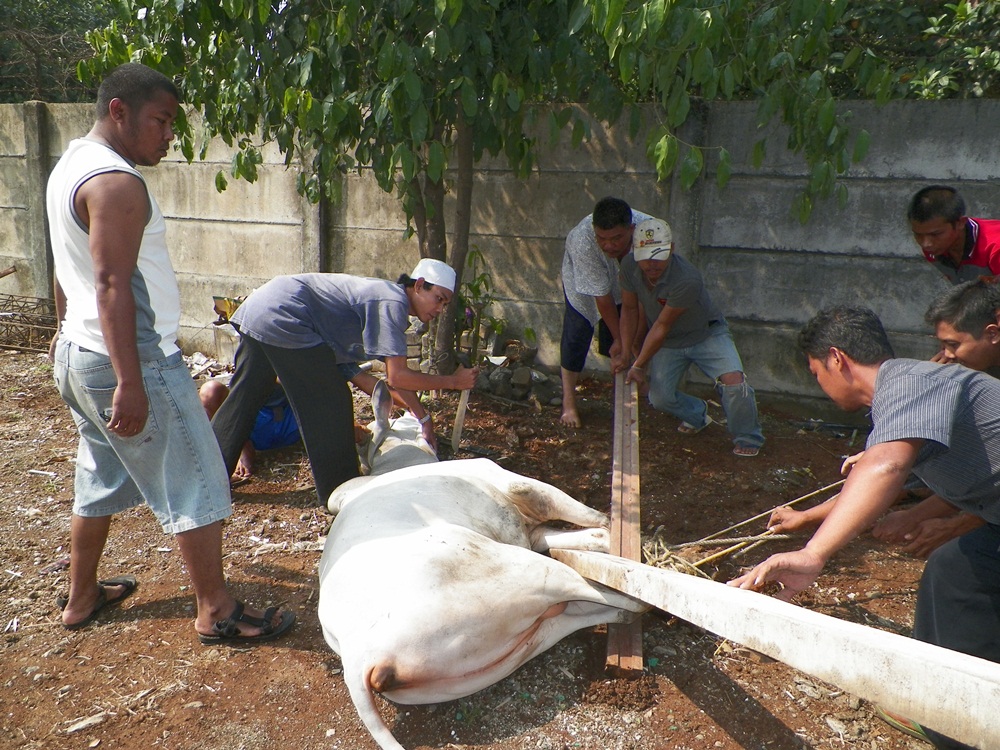 Selain ahli, jagal-jagal dari kampung ini juga bekerja sesuai syariat 