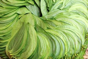 Inilah keampuhan daun sirih selain untuk menginang