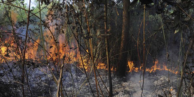 5 Dampak kebakaran hutan dan kabut asap yang berkepanjangan